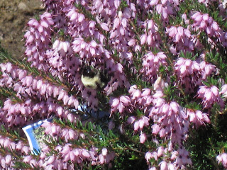 First Bee of the Year