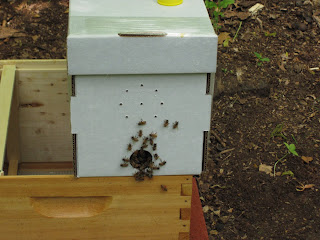 Felix Has Bees